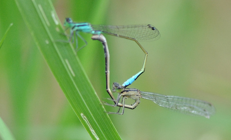 Ischnura elegans tipo C e domanda